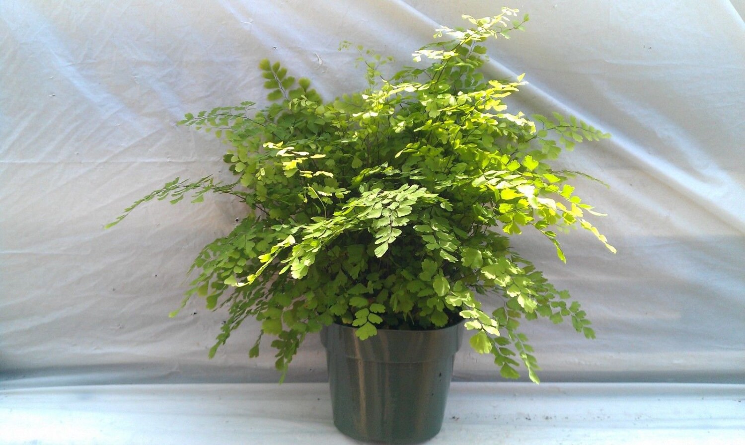 Maiden Hair Fern Plant in 6 inch pot Adiantum