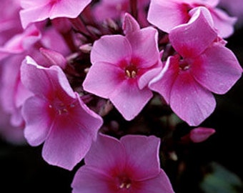 2 Eva Cullem - Garden Phlox Root/Plant