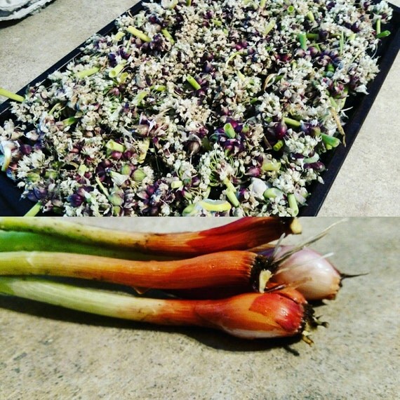 Egyptian Walking Onion Bulbs 10 Organic Perennial Food