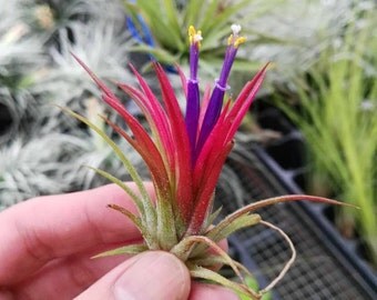Tillandsia ionantha fuego - red air plant - indoor outdoor garden/house plant colorful red/terrarium accessories