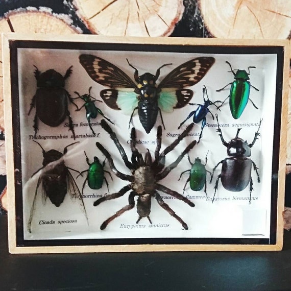Insect display case taxidermy entomology by Chupacabrauk on Etsy