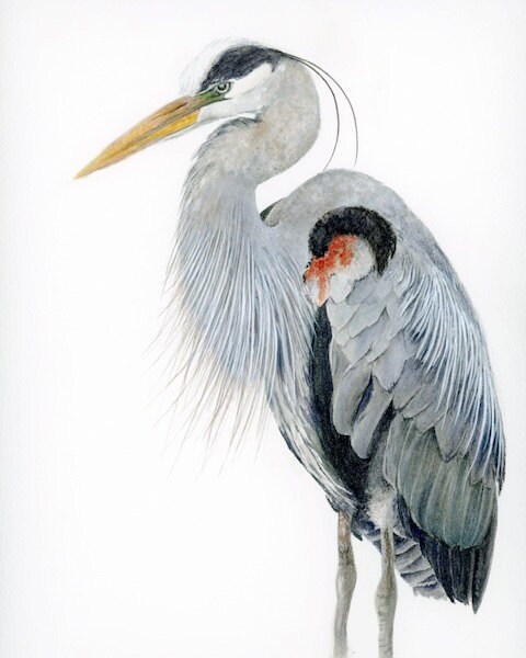 Great blue heron watercolor print watercolor bird by SRorickArt