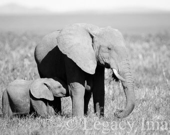 Items similar to Elephant Print, Animal Photography, Wildlife ...