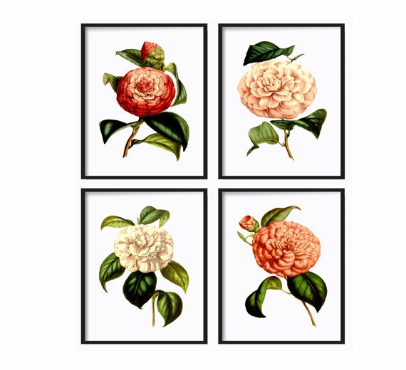 Botanical Print Set of 4 Botanical Illustration Giclee Art