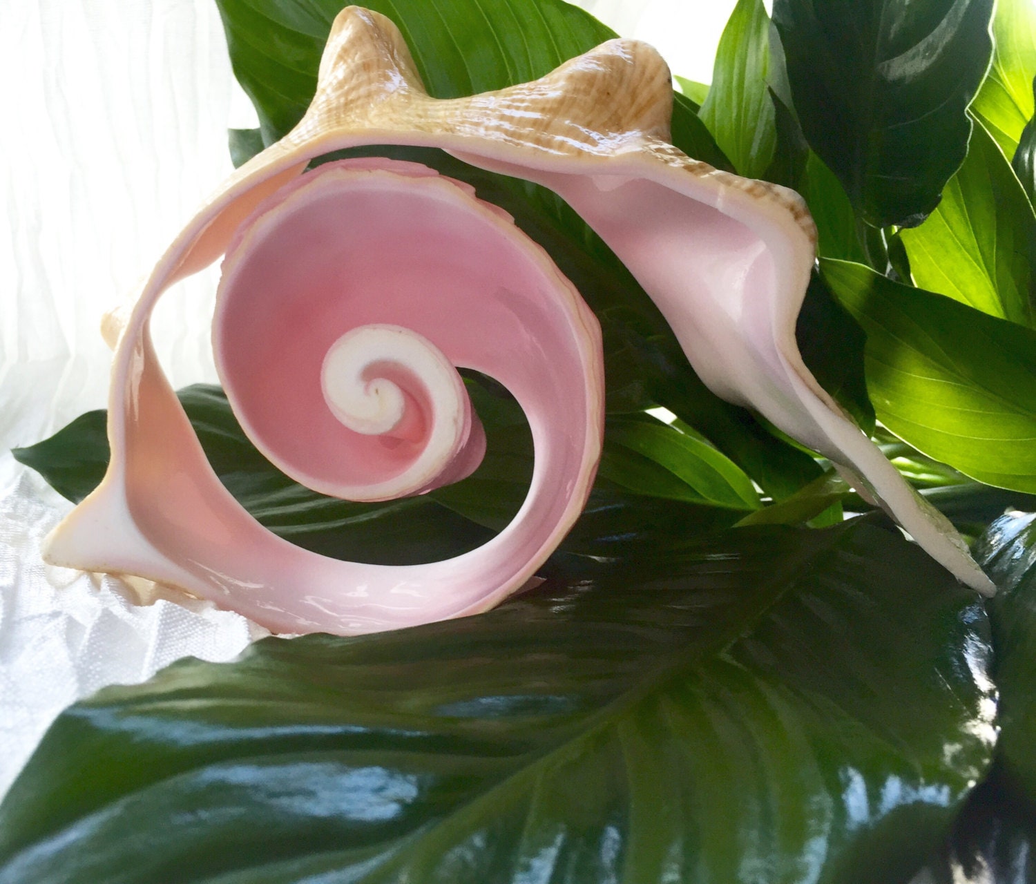 Pink Conch Shell Spiral Décor
