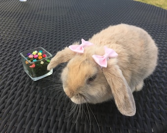 Hair bow / Bunny bows for Rabbits and small animals.