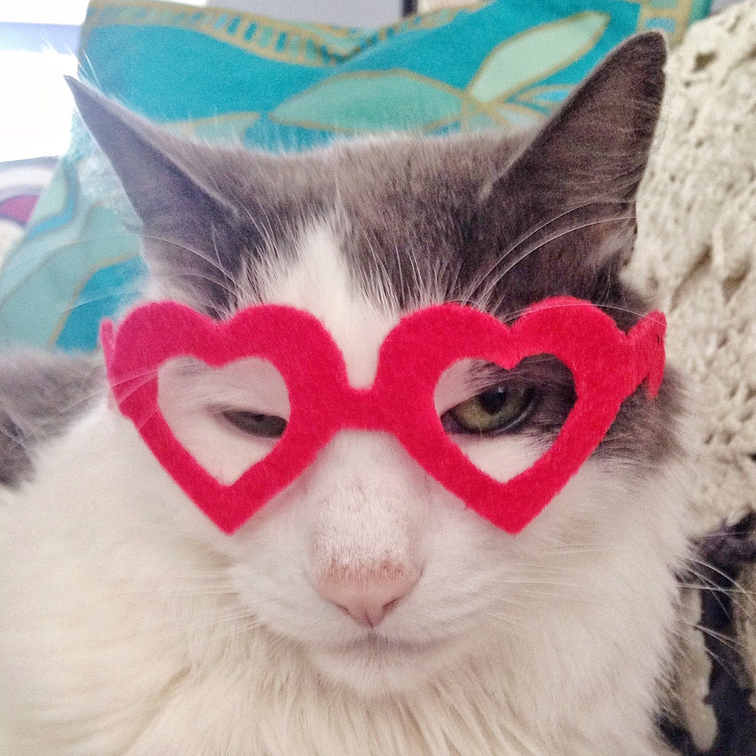 Heart-Shaped Glasses for Cats My Kitty Valentine cat glasses