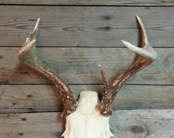Small Set of Taxidermy Quality Whitetail Deer Antlers - Lot No. 24770Y