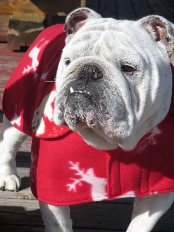 English Bulldog Reversible CoatFleeceNordic winter dog