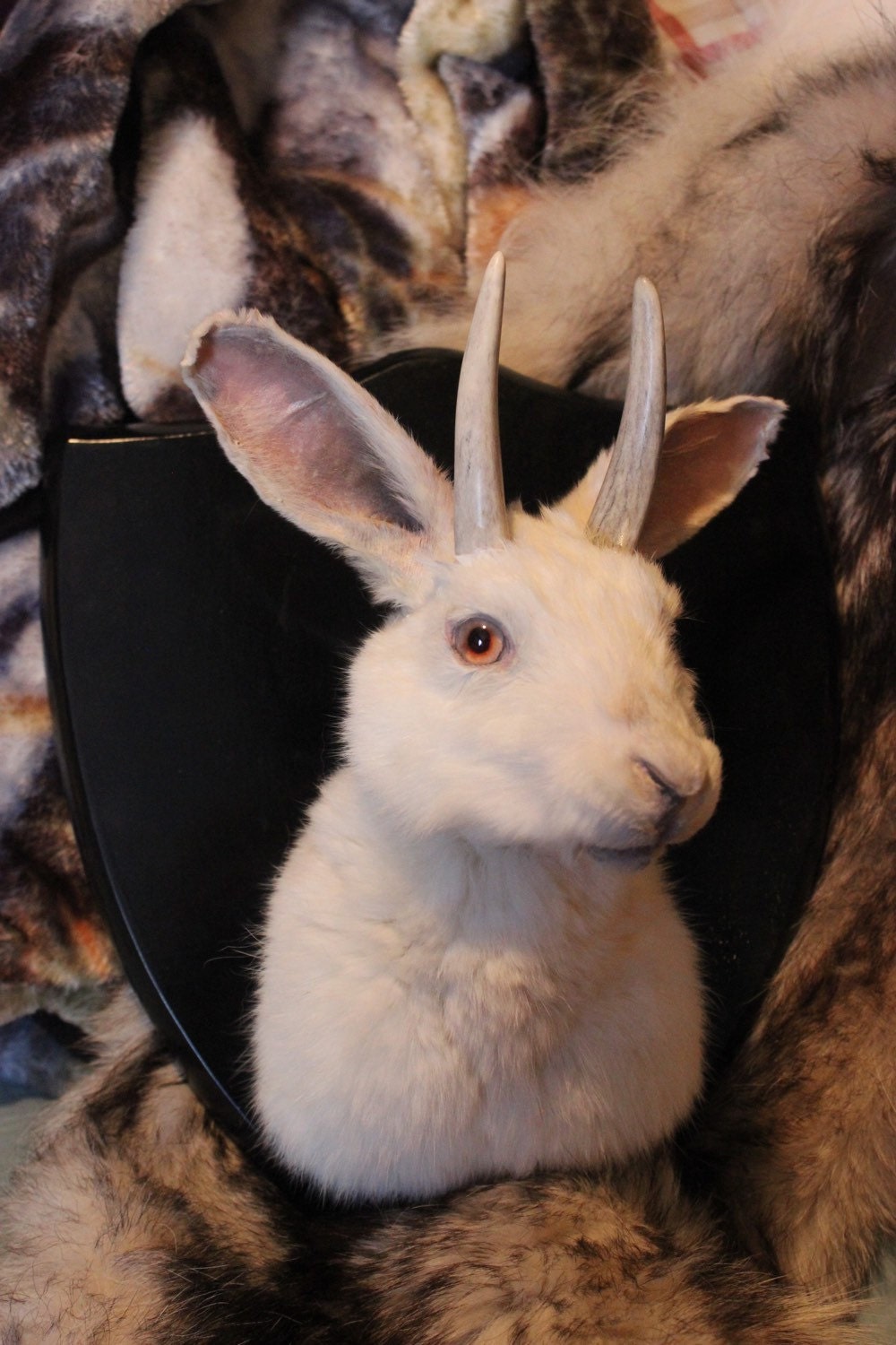 Odd Eyed Albino Jackalope Shoulder Mount Taxidermy Odd Curio