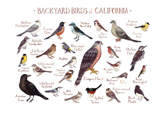 California Backyard Birds Field Guide Art Print / Watercolor