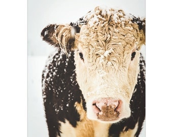 Cow Print, Cow Art, French Country Decor, Farmhouse Print, Winter Art, Snowy Cows, Farmhouse Rustic Decor, Large Wall Art, Fine Art Print
