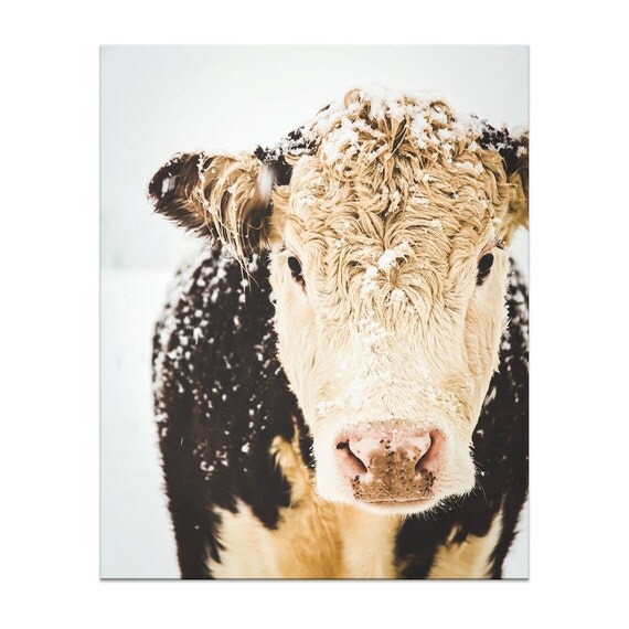 Cow Print Cow Art French Country Decor Farmhouse Print