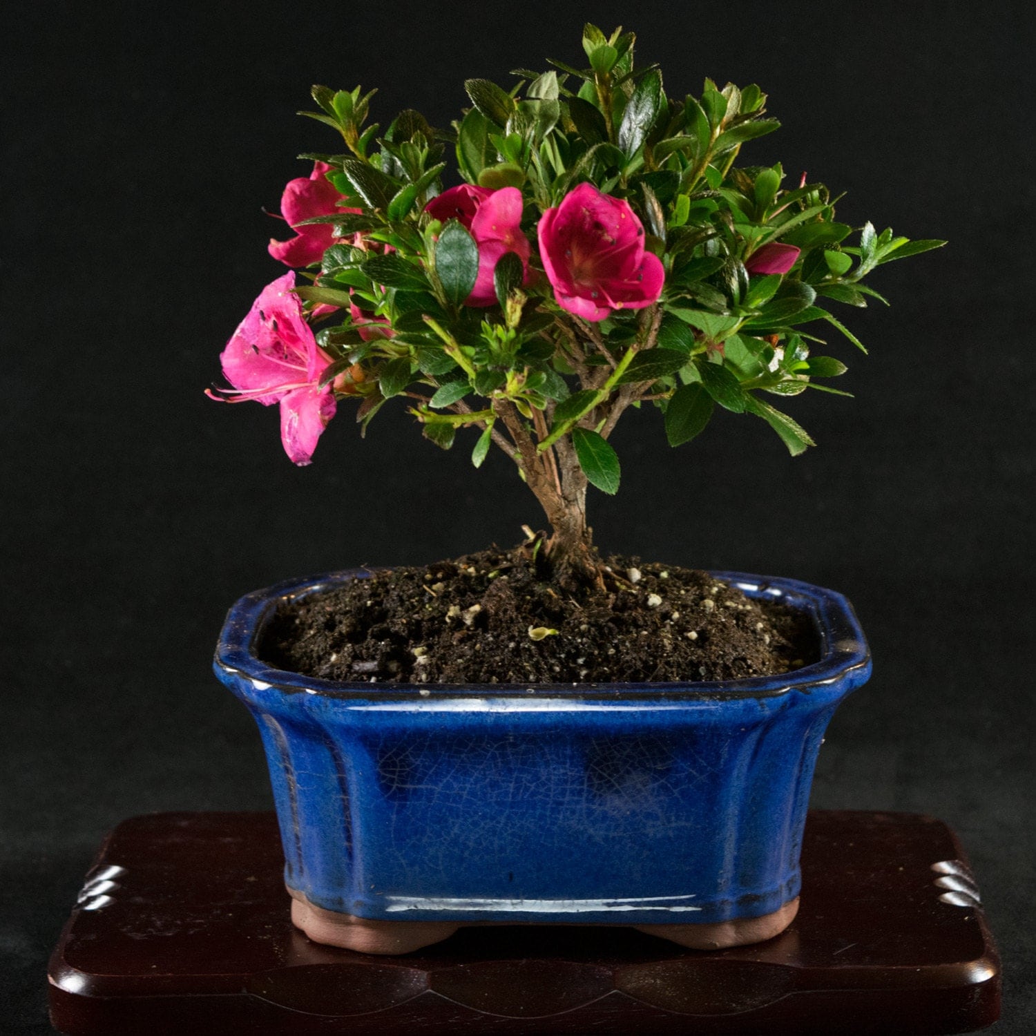 miniature azalea bonsai