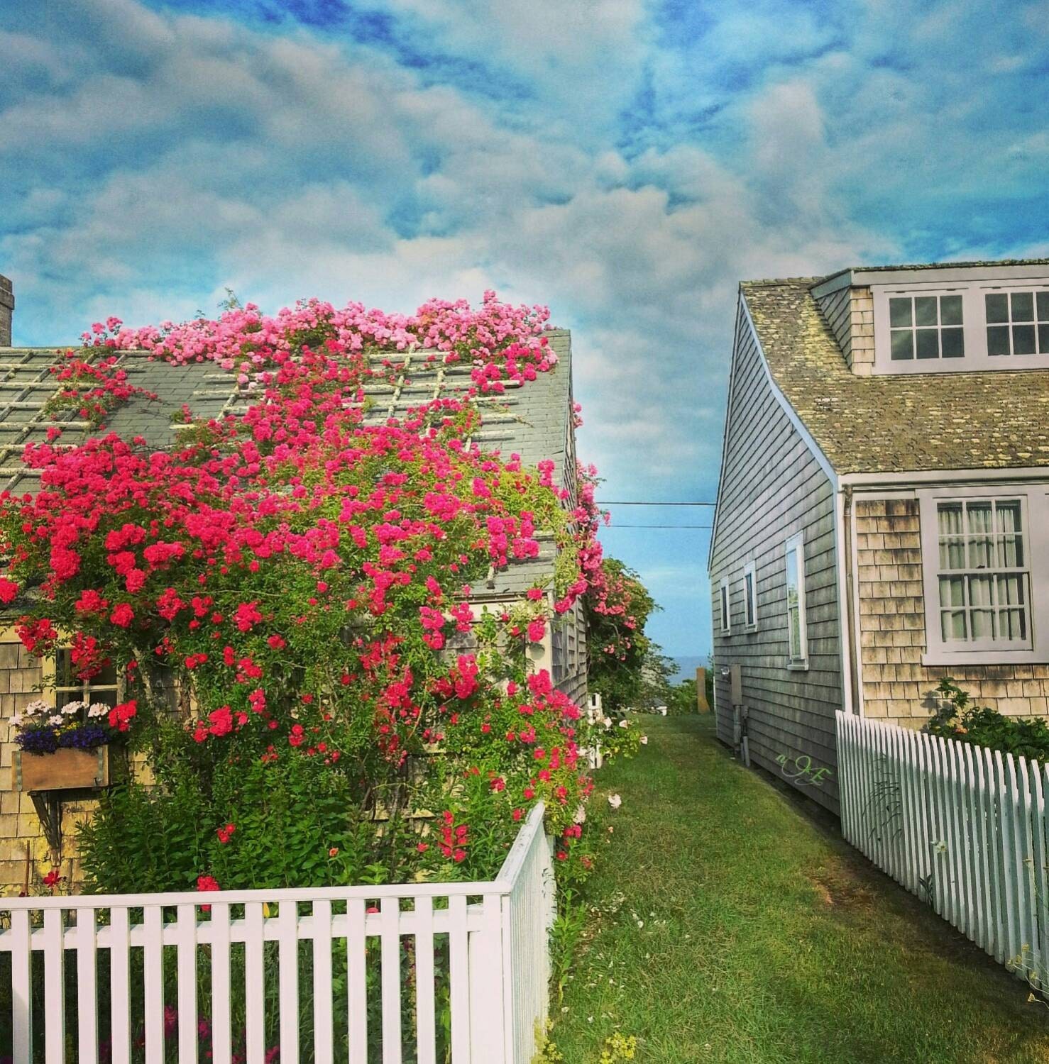 rose covered cottage nantucket sconset beach house art rose covered cottage nantucket sconset beach house art