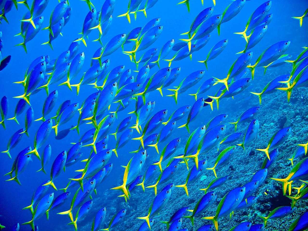 School of Yellow Tail Tropical Fish Underwater Photography