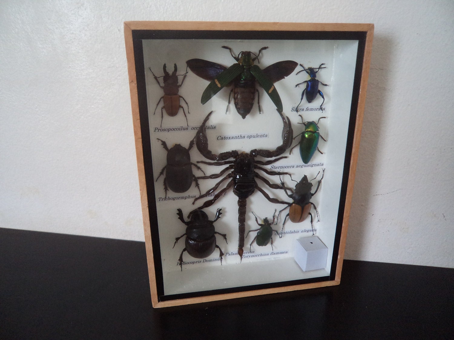 Taxidermy 9 Real Mounted Tropical Insects & Moths Boxed