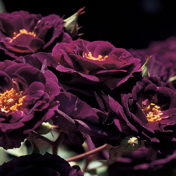 Midnight Blue â„¢ Rose Bush Plant Purple Fragrant Shrub Rose