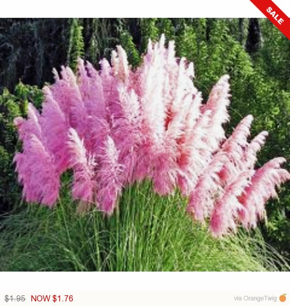 Pink Pampas Grass (Cortaderia selloana) fast growing Ornamental Grass