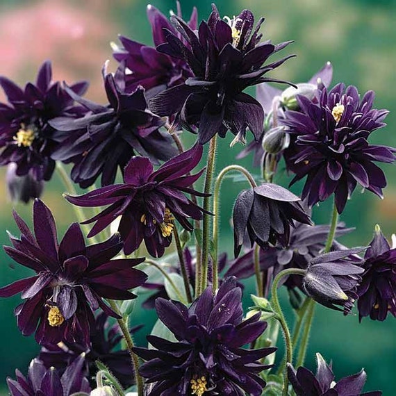 Aquilegia 'Black Barlow'