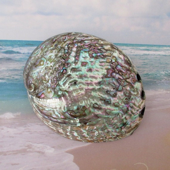 Large Abalone Shell Natural Abalone Seashell Polished Sea
