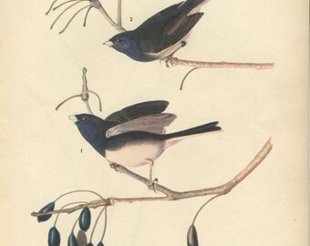 Vintage Prints Audubon Bird Birds Vintage Prints Audubon Bird Birds