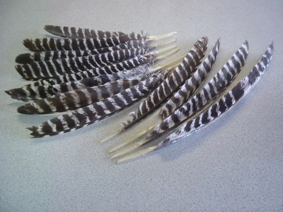 12 Wild Turkey wing feathers Rio Grande Turkeys Texas