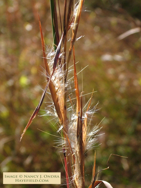 Andropogon virginicus Broomsedge Seeds
