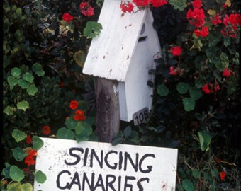 Singing Canaries for sale, Color Photograph, New Zealand, Birds, music, Islands
