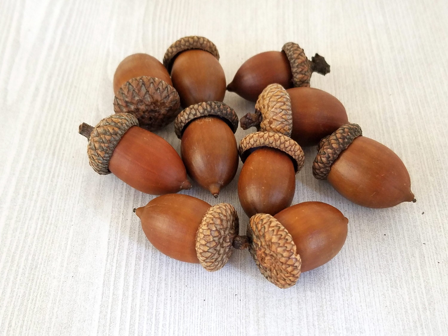 JUMBO Acorns Real Acorns Extra Large Real Acorns Natural