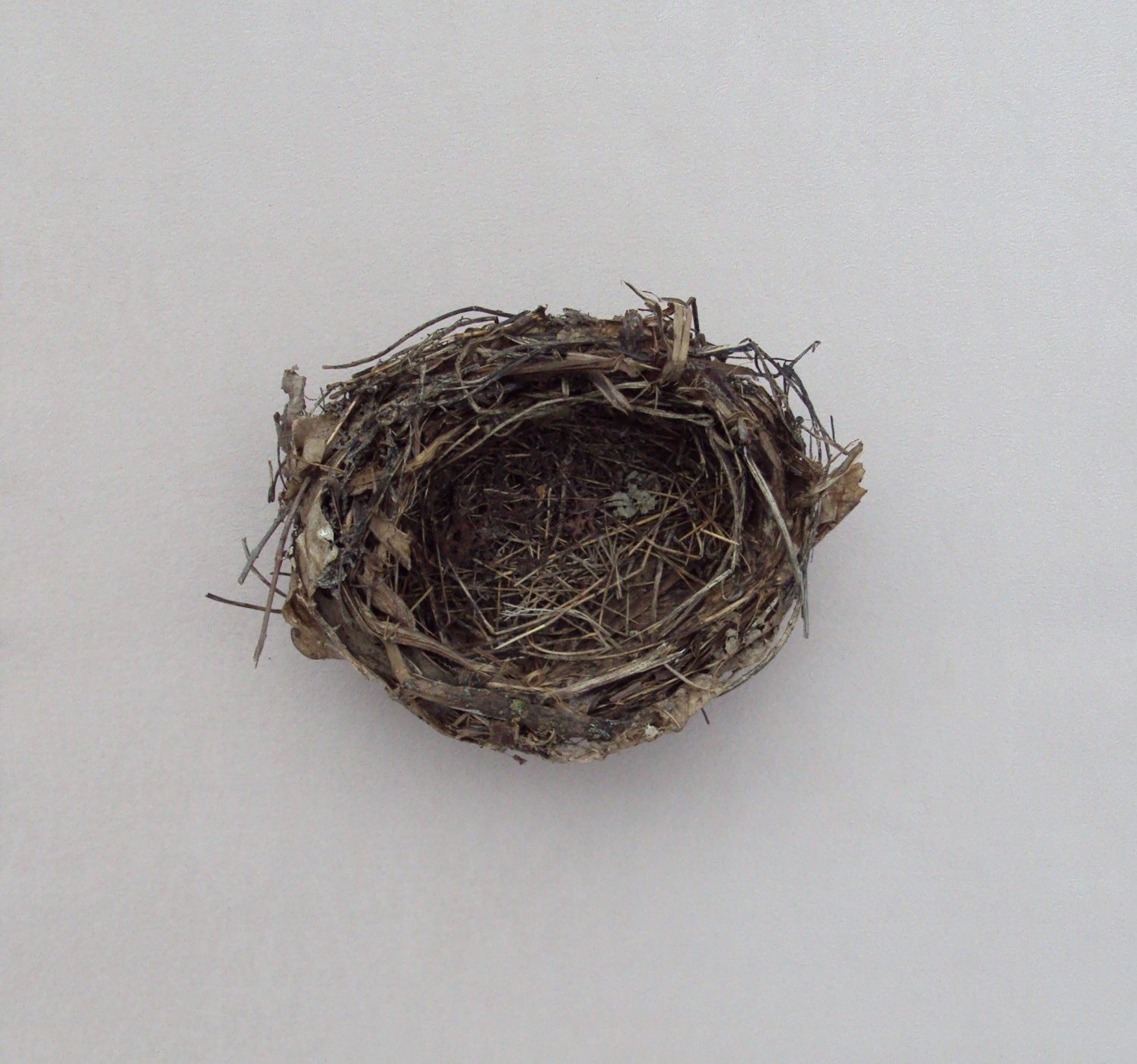 Real Bird Nest Nature Find