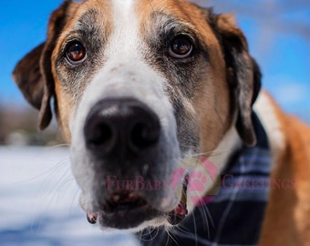 Geburtstagskarte Hund Geburtstagskarte Hund