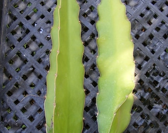 Dragon Fruit Epiphyllum Pitahaya Succulent Cactus 2 Cuttings