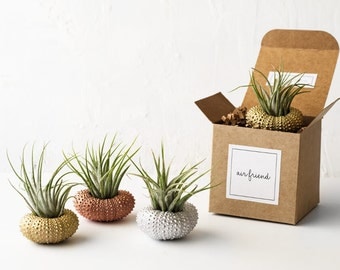 Set of 3 Sea Urchin Air Plant Holders, Cute Desk Accessories, Air Planter, Nautical Decor Housewarming Gift, Air Plant Jellyfish, Air Plant
