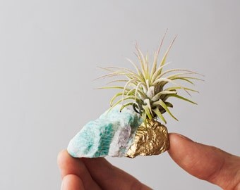 Unique Birthday Gift, Air Planter, Girlfriend Gift, Best Friend Birthday, Boho Decor, Desk Accessories, Amazonite Air Plant Crystal, Mint