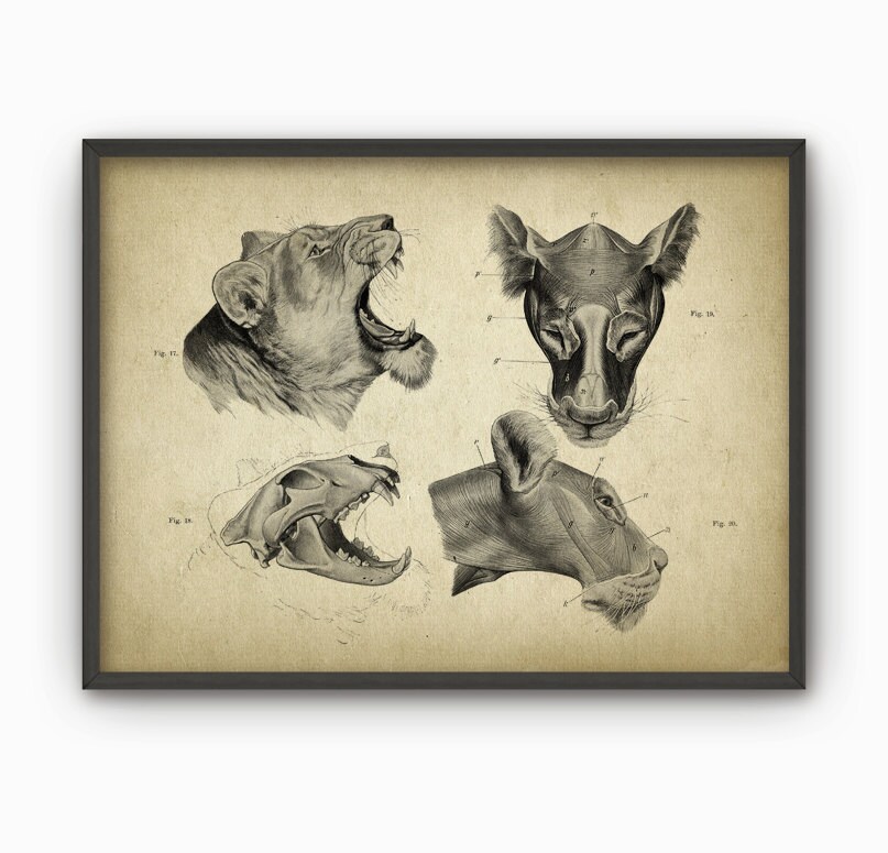 Lion Head Anatomy Poster 2 Lion Skull Illustration Print