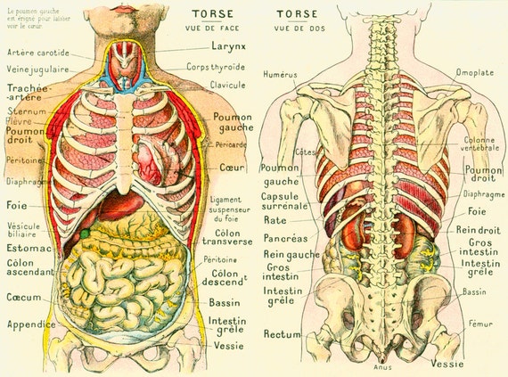 1912 Corps Humain Anatomie Torse Visceres Abdomen Planche