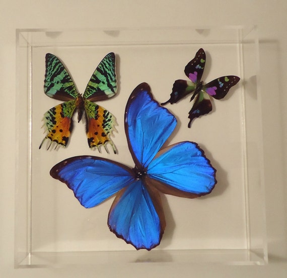 Real butterflies mounted in an acrylic display mounted
