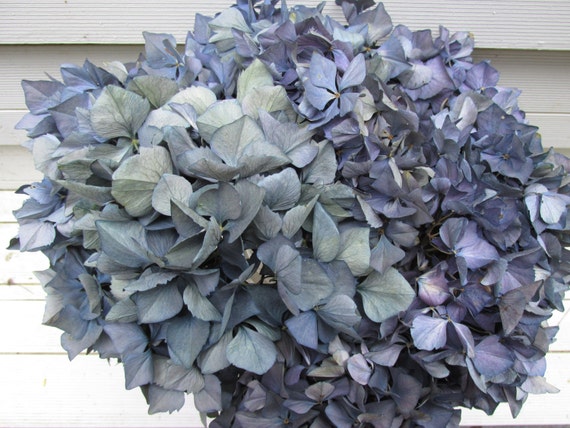 Dried Purple Dark Blue Hydrangea Flowers 8 Stems for