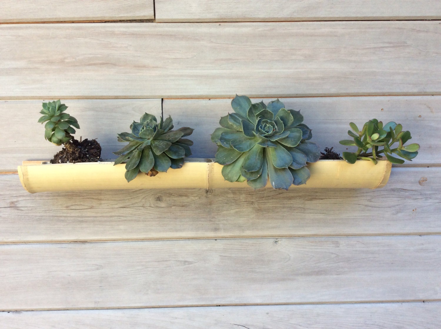 WallMounted Bamboo Succulent Planter