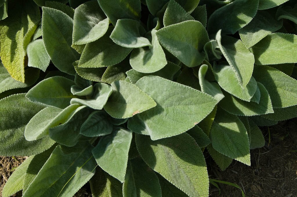 Ten Lamb's Ear A Deer Resistant Plant Helene von Stein