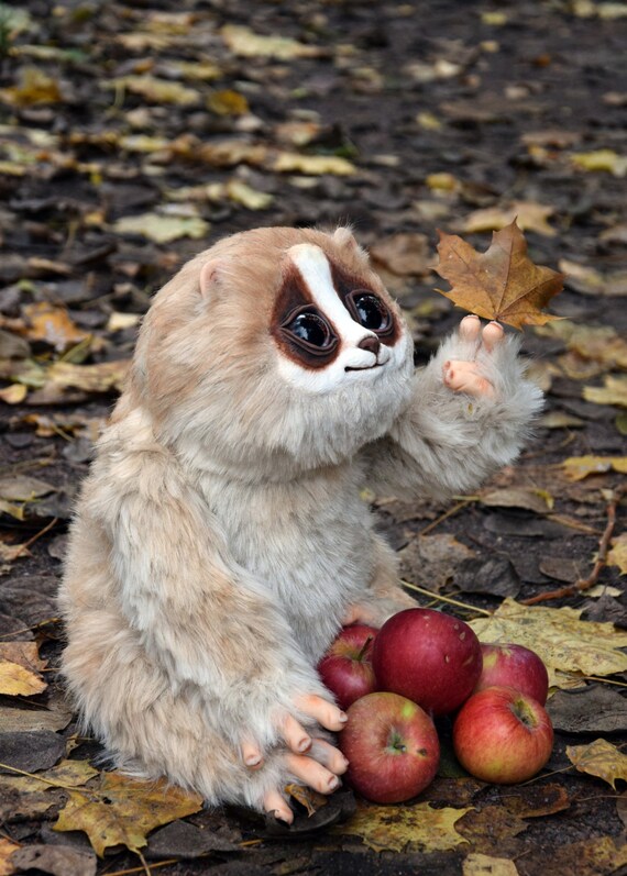 Pygmy Slow Loris