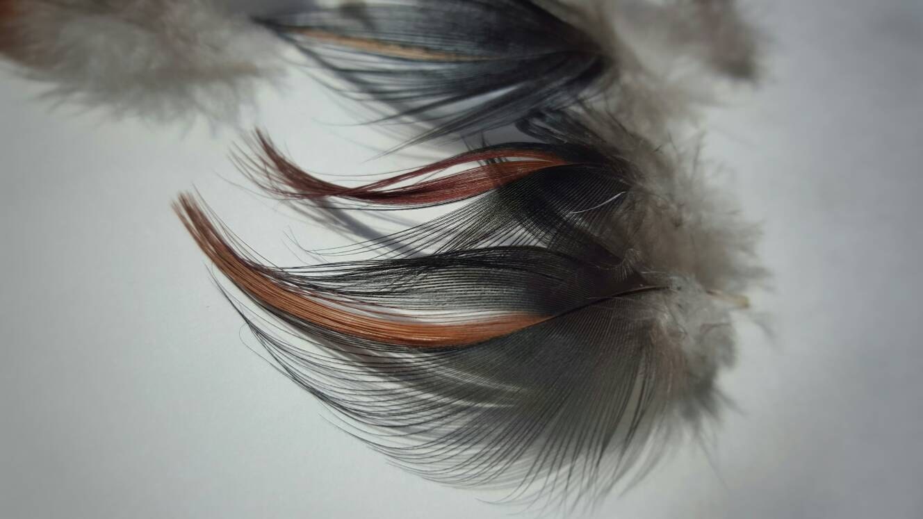 Natural wild Wood Duck tail feathers bronze by ArcticFoxFliesETC