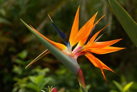 Live Tropical Orange Bird of Paradise