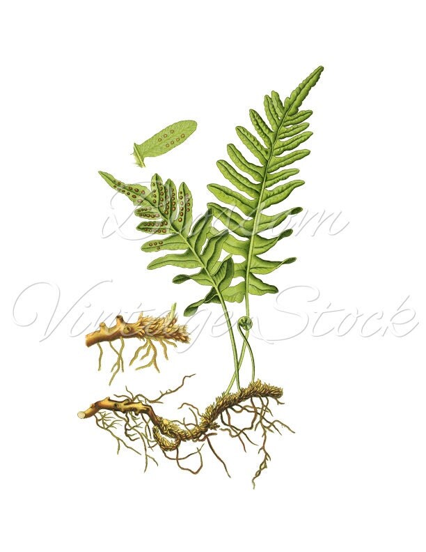 Botanical Printable Set Fern Botanicals by BlossomVintageStock