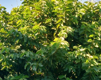 30 PC'S **ORGANIC** Guava Leaves Fresh Green **TEXAS Grown**