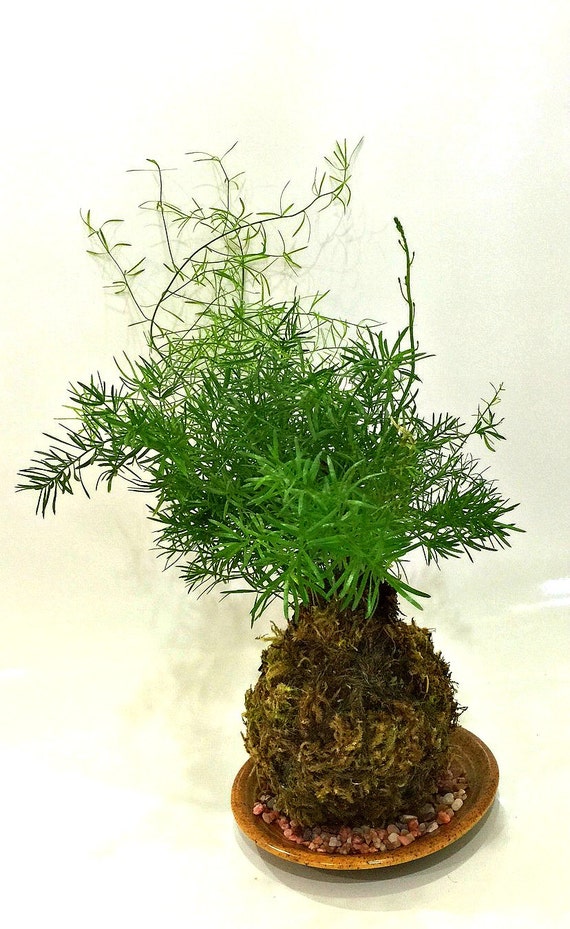 Kokedama Moss Ball Plant Japanese String Garden by GardenInTheAir