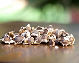 Moringa Seeds - Powerful Superfood - Grow Your Own - Organic Seed