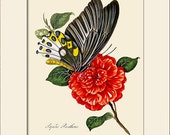 Butterfly Art Print with Mat, Papilio Panthous, Plate 18, Donovan, Natural History Illustration, Wall Art, Wall Decor, Butterfly Print