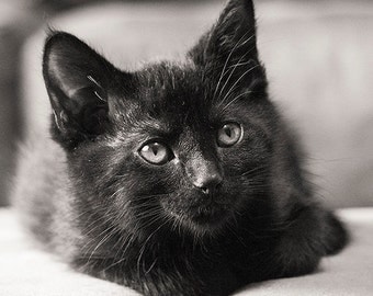 Kitten Photograph - Cute Kitten - Black Cat - Cat Photograph - Pet Portrait - Neutral Decor - Wall Art - Art Print - "Onyx"